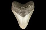Fossil Megalodon Tooth - North Carolina #124333-1
